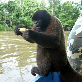 Wooley monkey