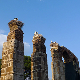 Storks nesting on top of tall but old stone columns