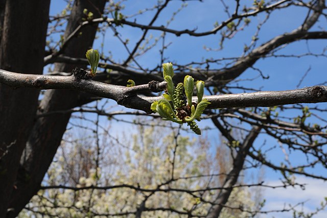A bud on a tree branch, taken at f/22; nearly everything is in focus here, so the bud doesn't stand out very much