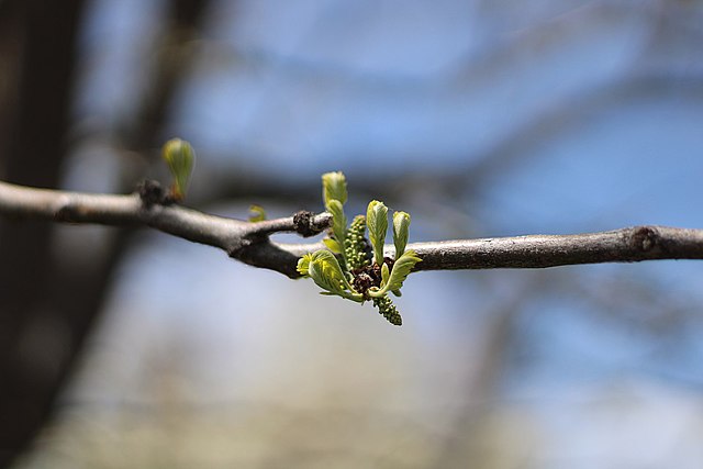 A bud on a tree branch, which is the only part that's in focus, taken at f/1.8